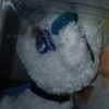 My Scene Barbie Miami Getaway Yorkie